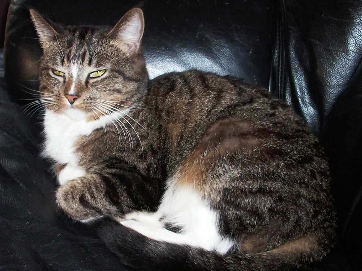 Huskat Fifi billede 6