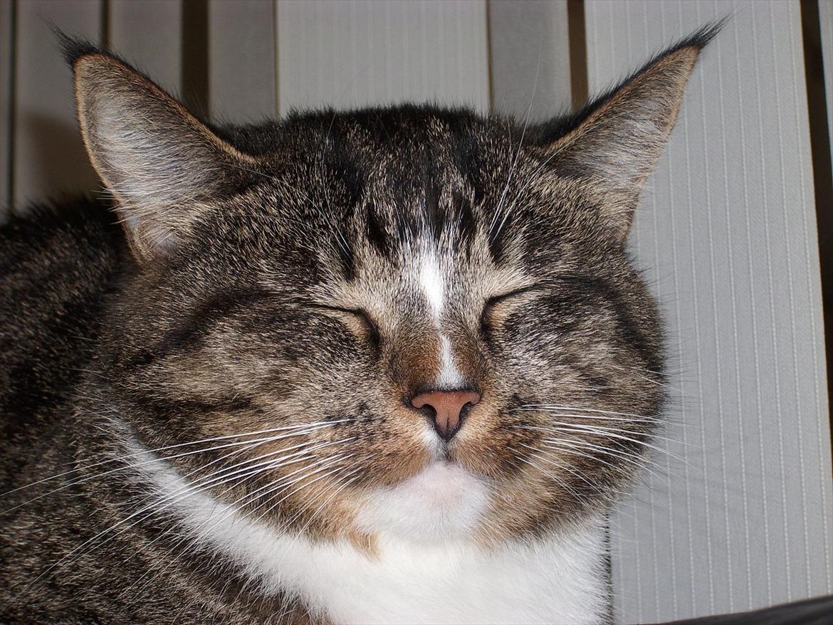 Huskat Fifi billede 7