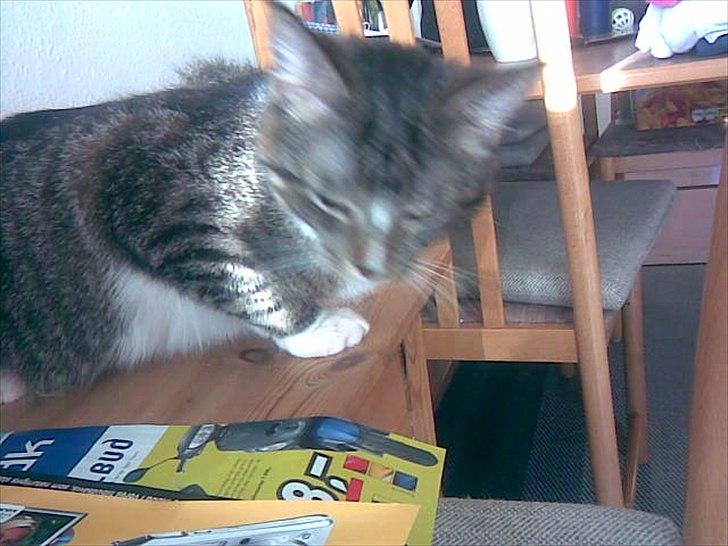 Huskat Fifi billede 8