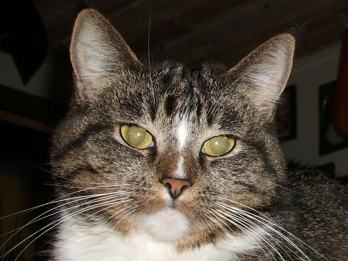 Huskat Fifi billede 9