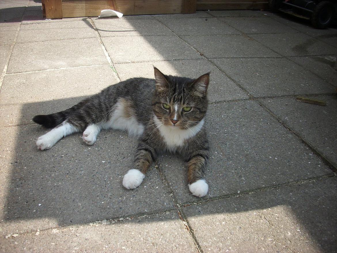 Huskat Fifi billede 10