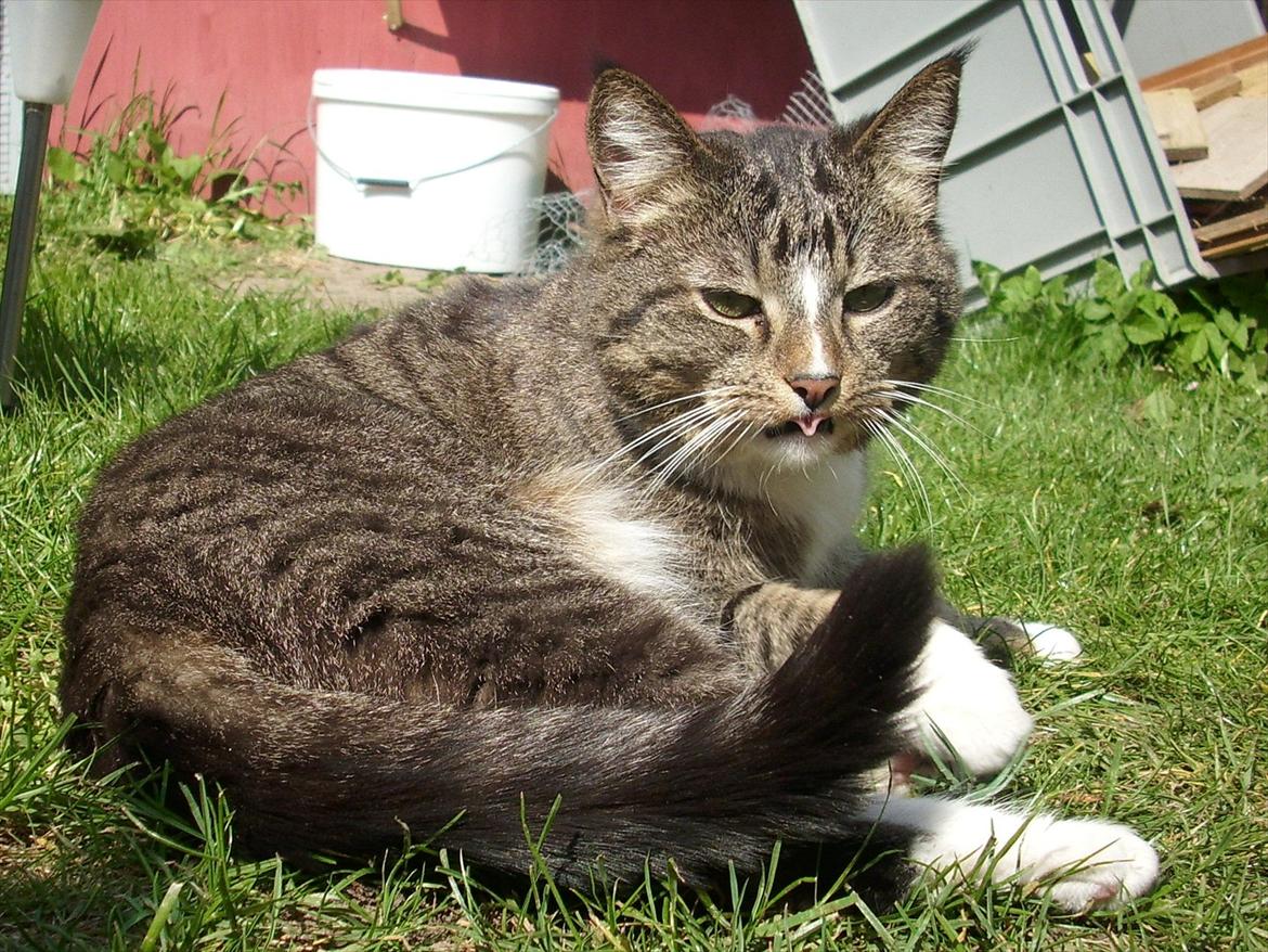 Huskat Fifi billede 11