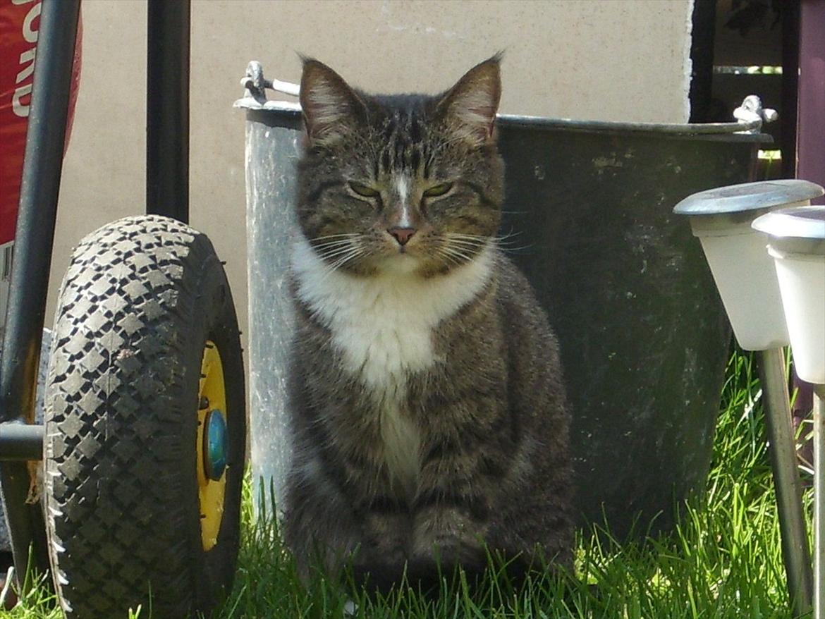 Huskat Fifi billede 12