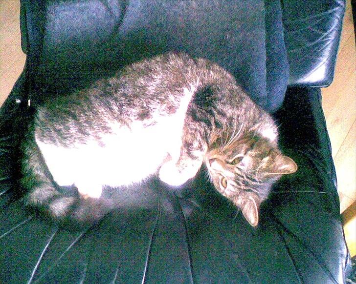 Huskat Fifi billede 13