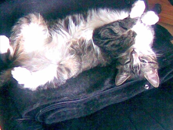 Huskat Fifi billede 14