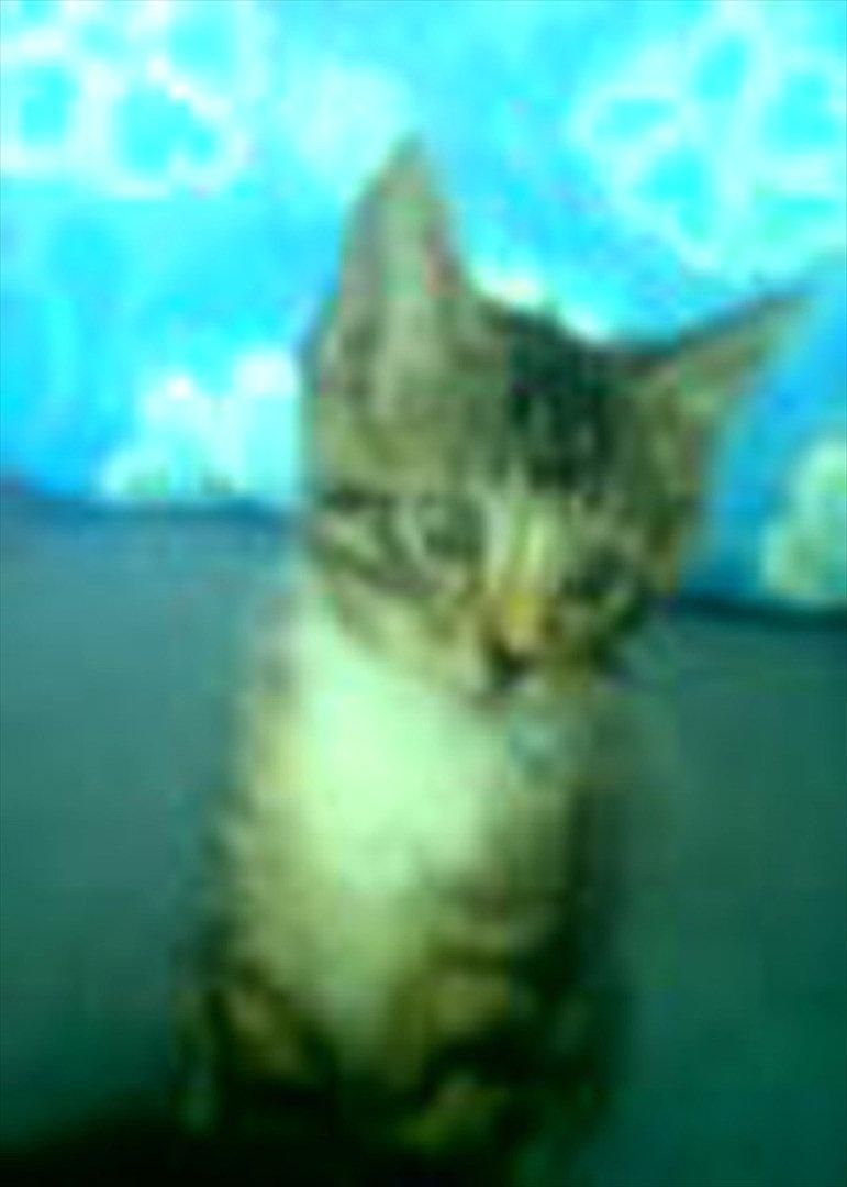 Huskat Fifi billede 15