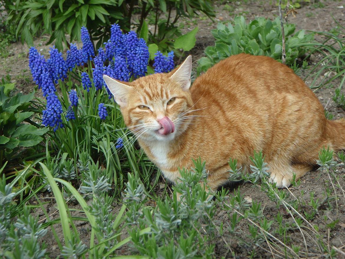 Huskat Mis Ó Malley - Foto: Mig billede 9