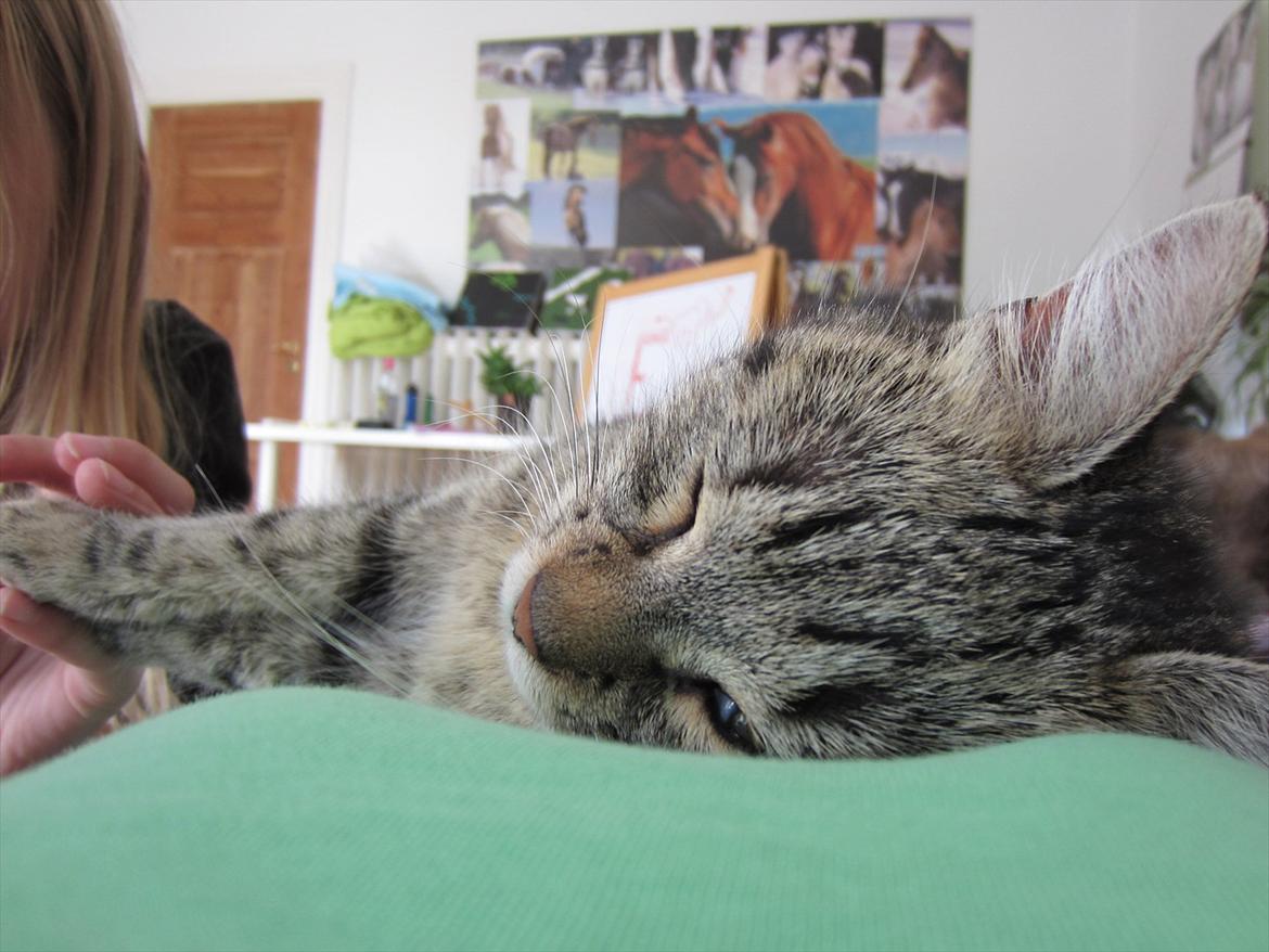 Huskat kika billede 19