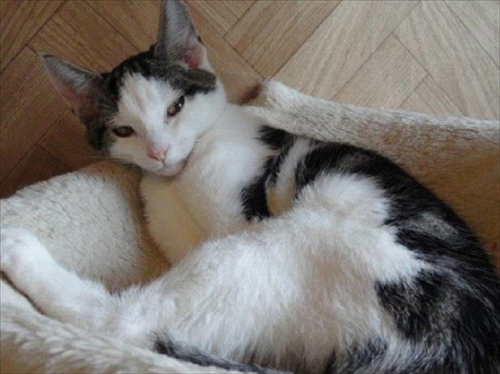 Blanding af racer Habibi - Billede fra aanoncen på internatet. billede 3