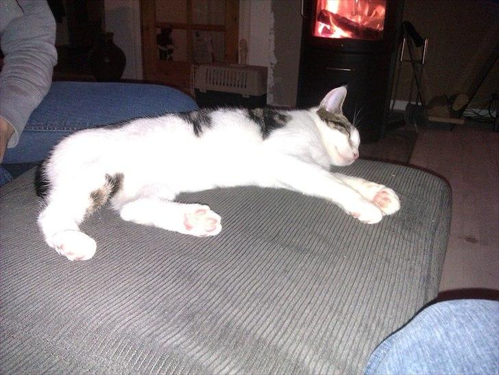 Blanding af racer Habibi billede 4