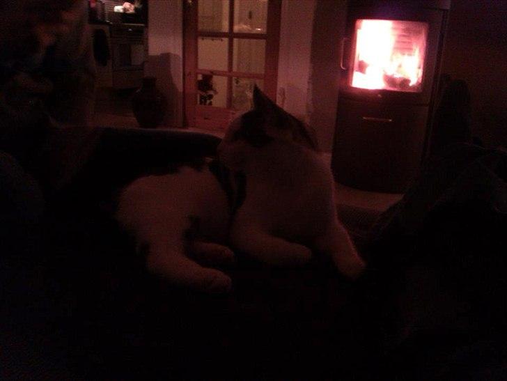 Blanding af racer Habibi billede 5