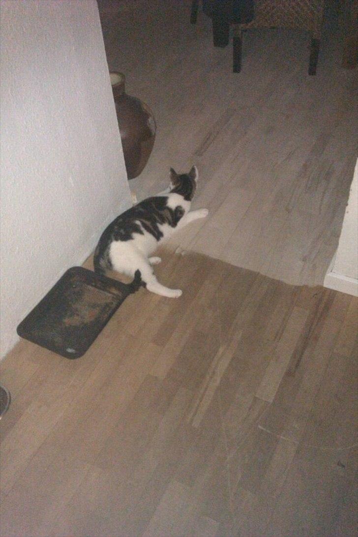 Blanding af racer Habibi billede 6