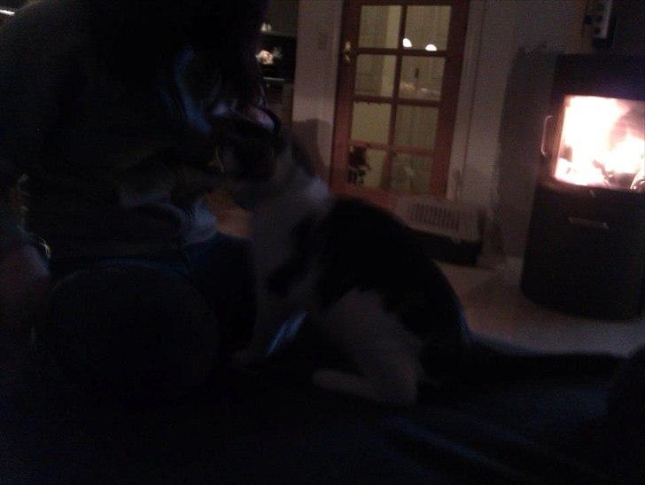 Blanding af racer Habibi billede 7