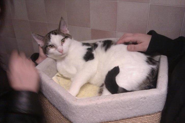 Blanding af racer Habibi - Billedet er taget på internatet lige inden vi tog ham med hjem. billede 8