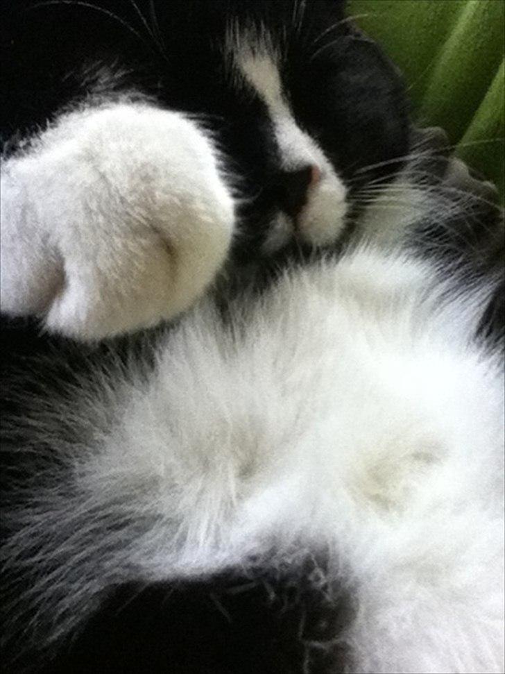 Huskat Pjevs - pjevs sover ved hans mor . d.31.12.11 billede 2