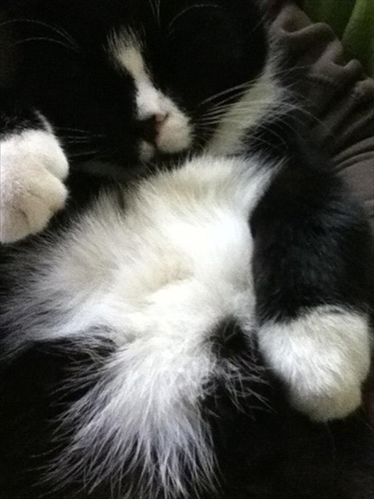 Huskat Pjevs - pjevs sover ved hans mor . d.31.12.11 billede 1