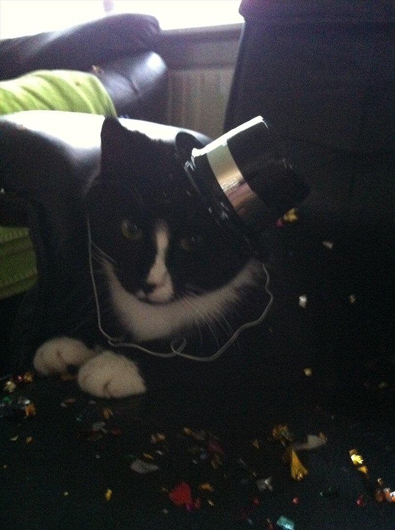 Huskat Pjevs - pjevs lå lige i skudlinie da jespers kammarater kom og pyntede op til nytår :P  billede 3