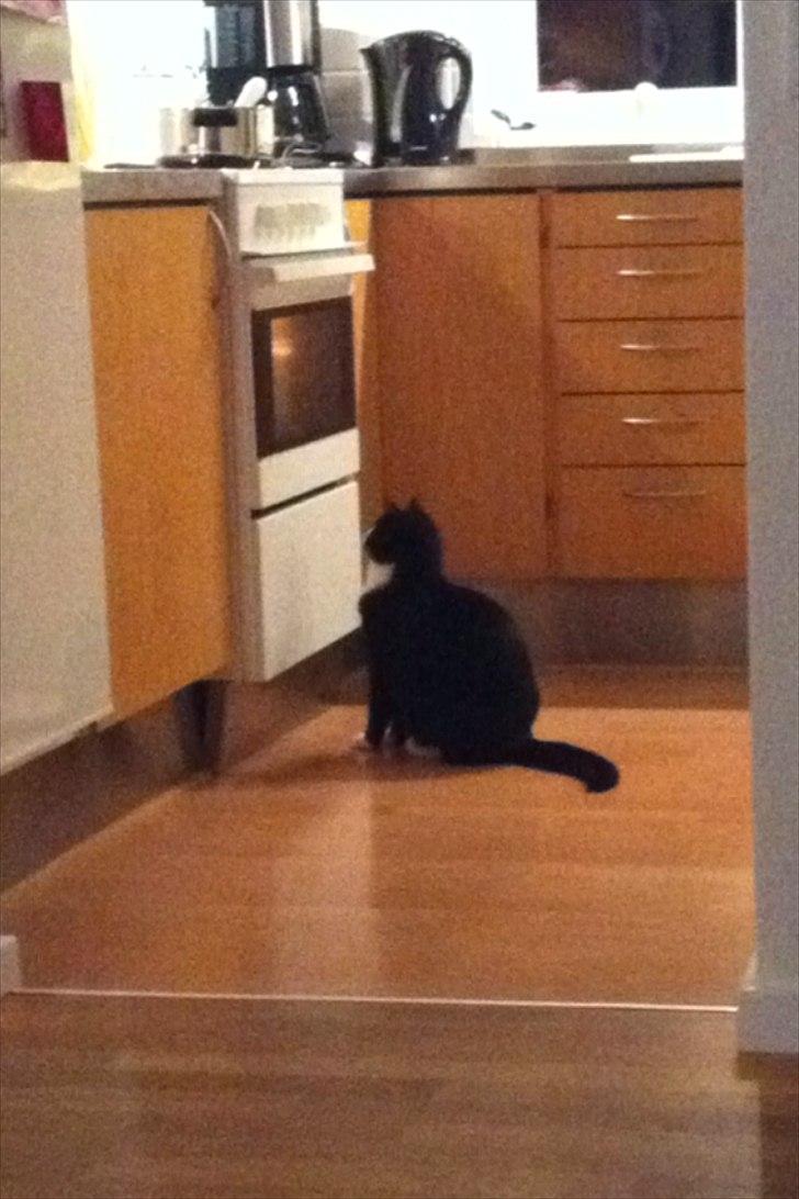 Huskat Pjevs - uuhm mor laver mad billede 4