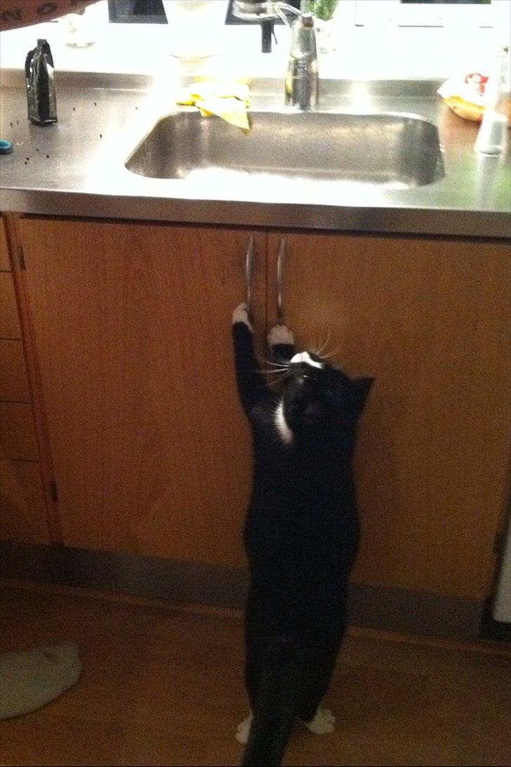 Huskat Pjevs - jeg vil godt hjælpe dig med at lave mad far :D billede 5