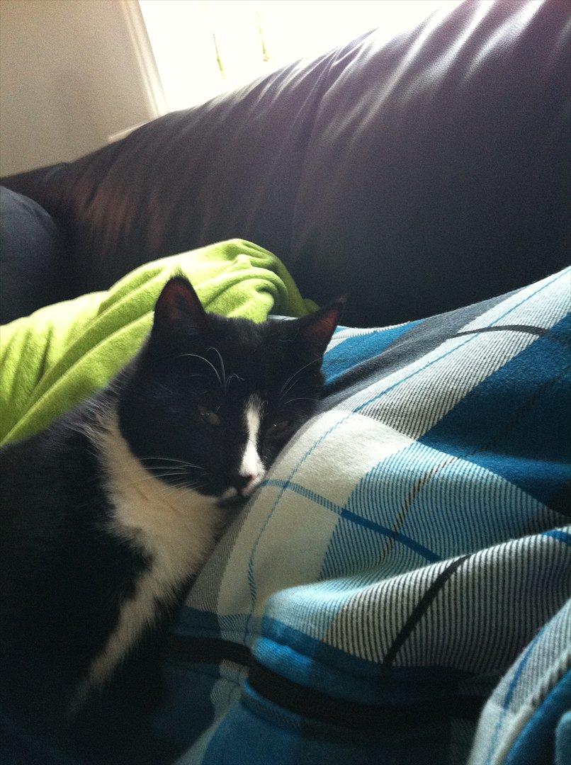 Huskat Pjevs billede 6