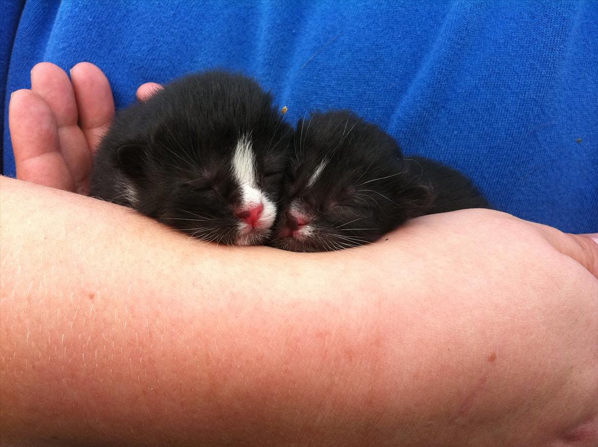 Huskat Pjevs - bølle og pjevs da vi fandt dem efter lang tids venten på Jane føde :D <3  billede 7