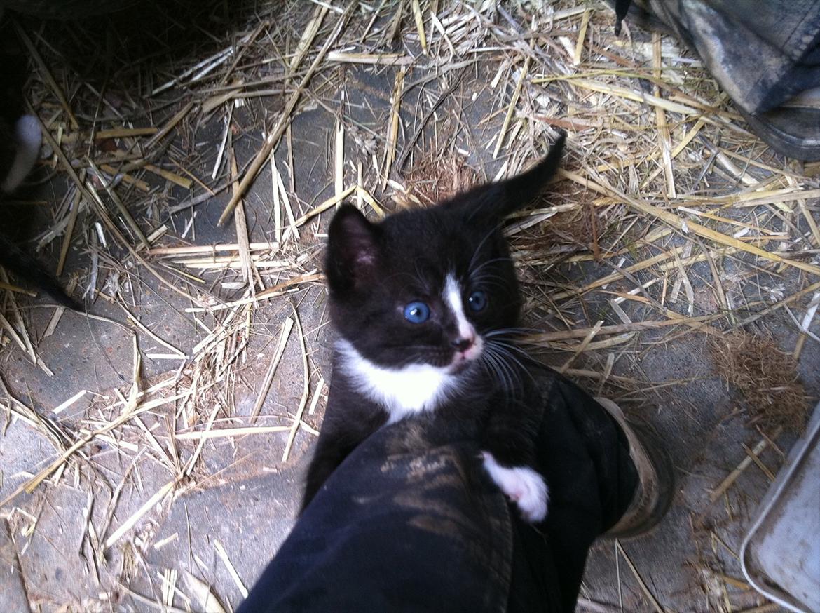 Huskat Pjevs billede 8