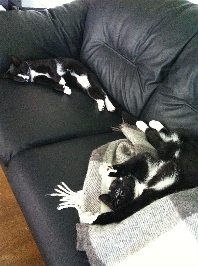 Huskat Pjevs billede 9