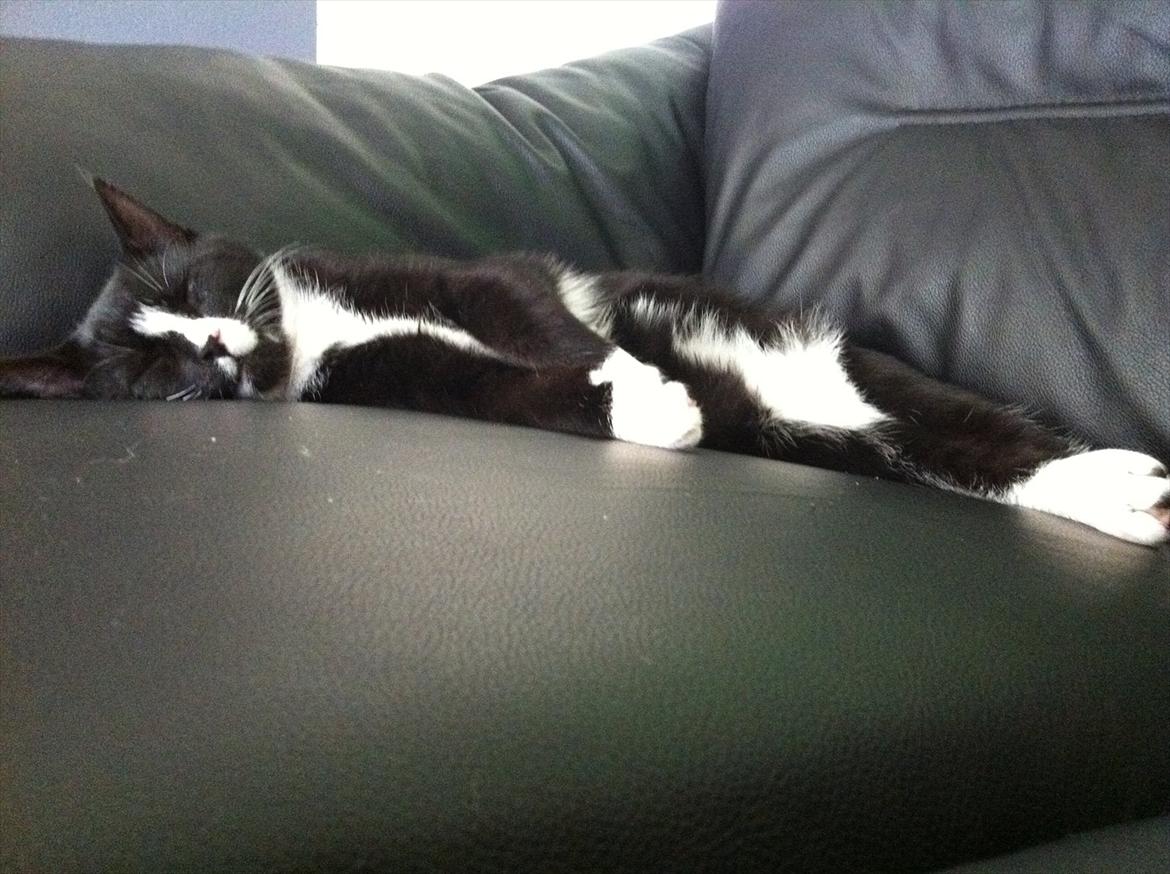 Huskat Pjevs billede 10