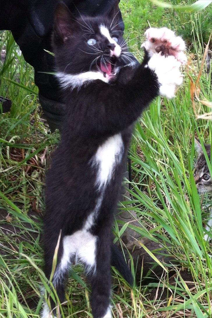 Huskat Pjevs - leger med græs sammen med far :D billede 12