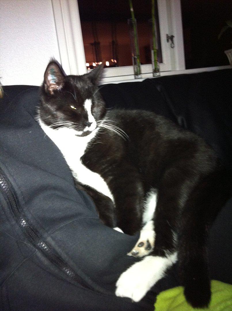 Huskat Pjevs billede 13