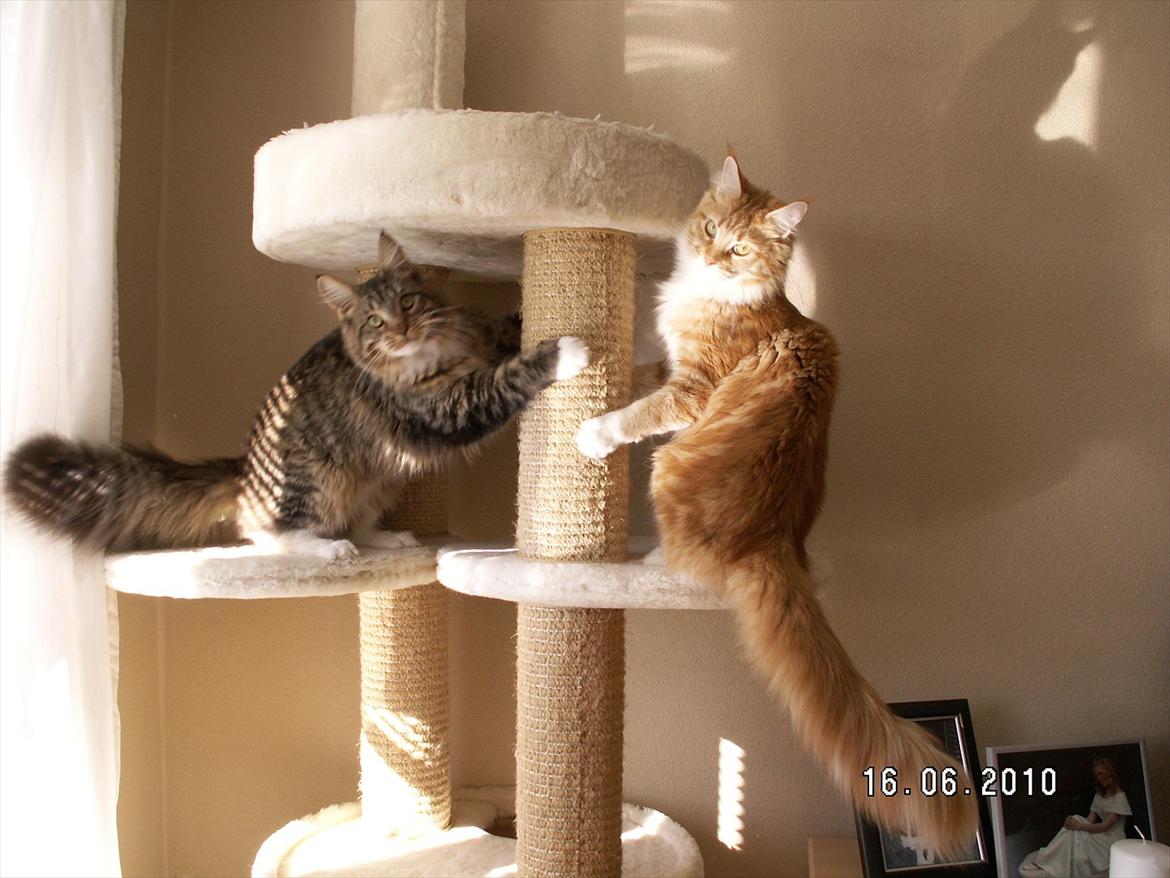 Maine Coon Red Hook (Røde) billede 6