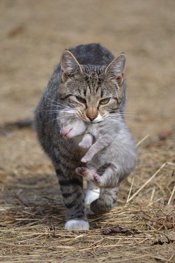 Huskat Pjevs - pjevs's mor med hans lillebror i munden :D billede 15