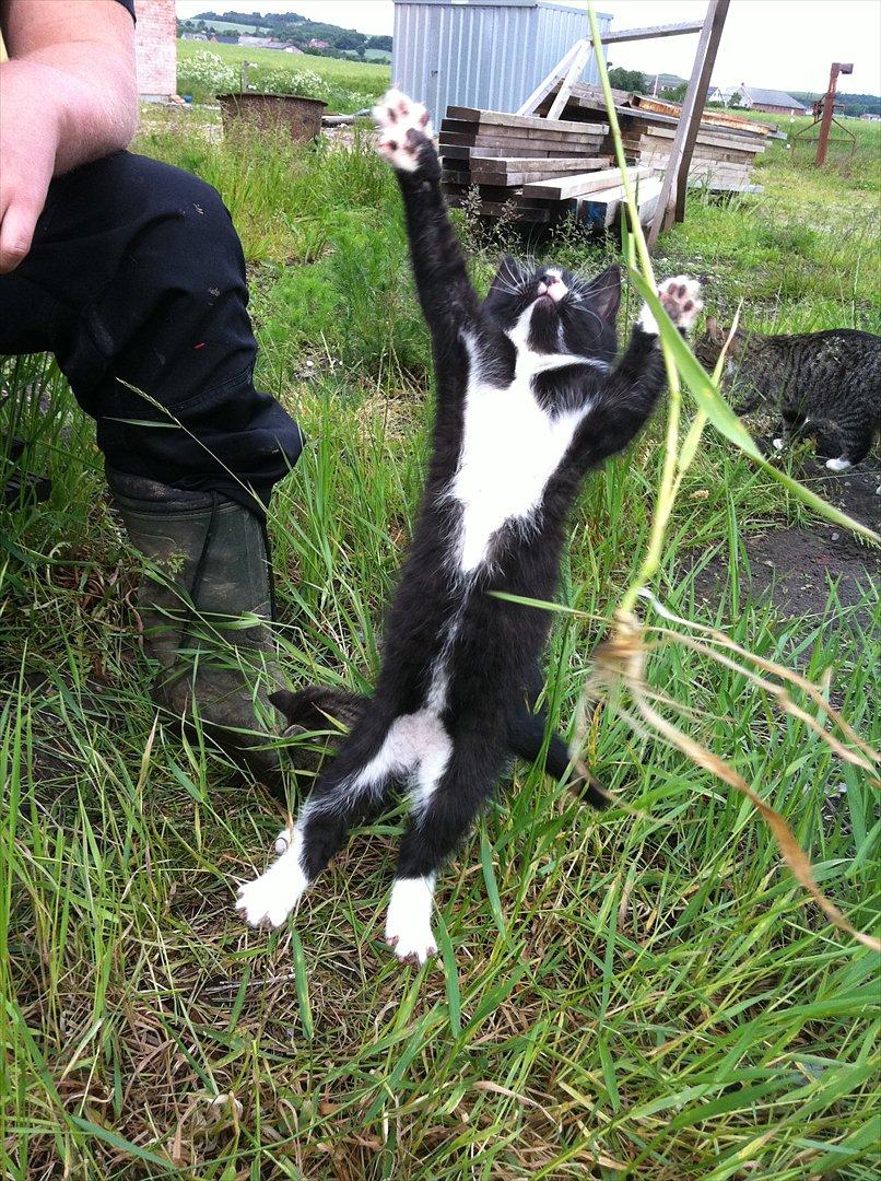 Huskat Pjevs billede 16