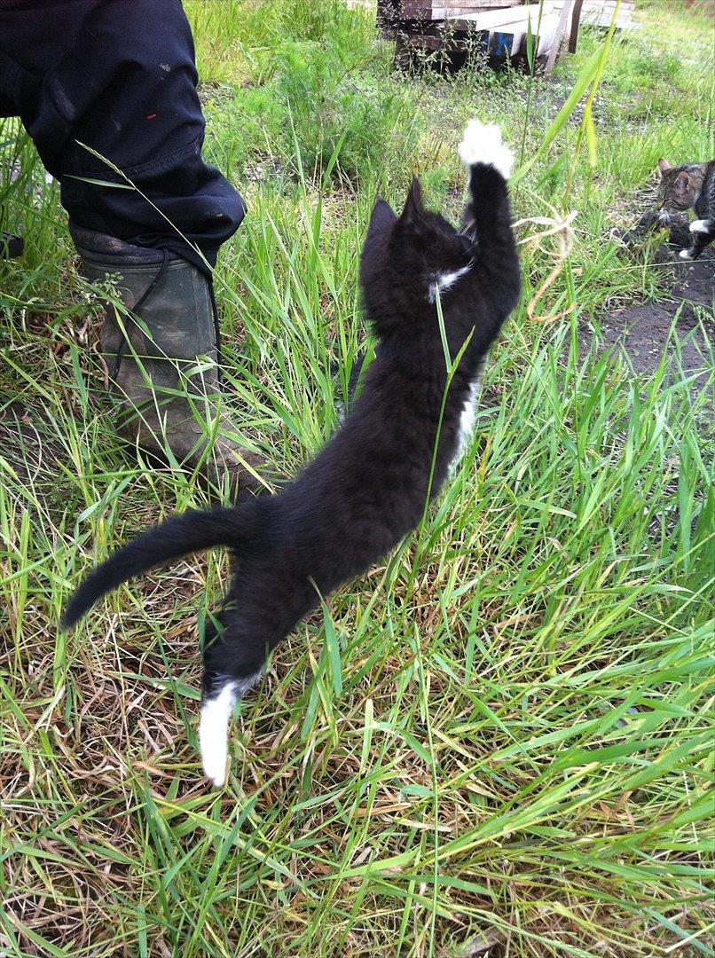 Huskat Pjevs billede 17