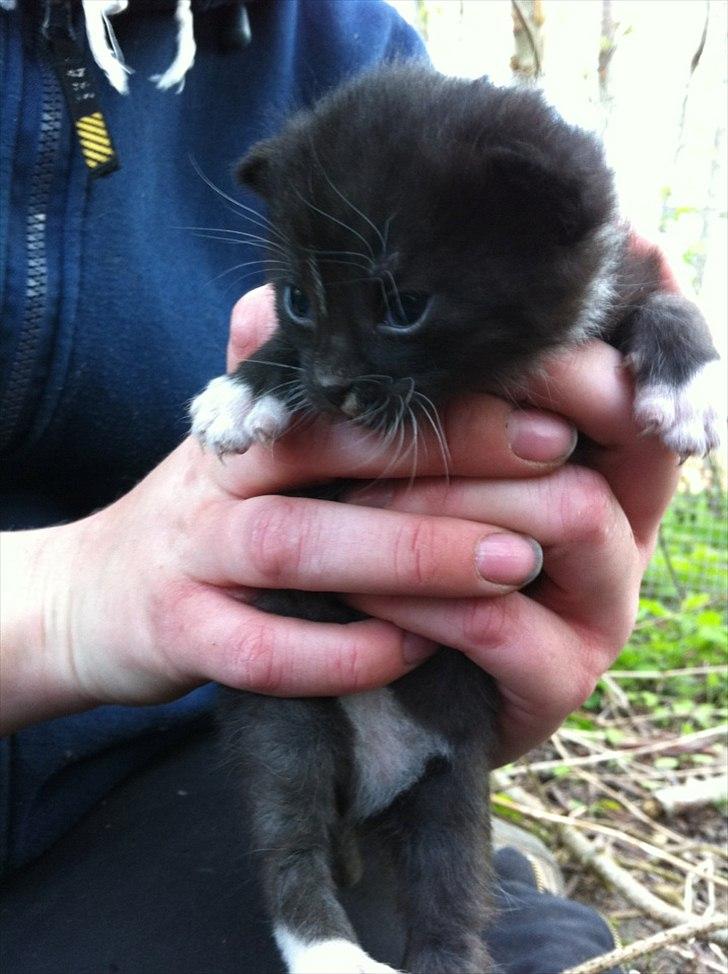 Huskat Bølle - bølle som lille :D billede 4