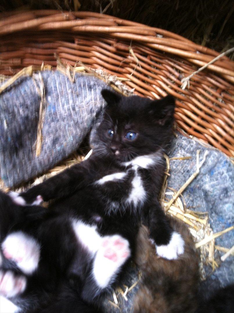 Huskat Bølle billede 5