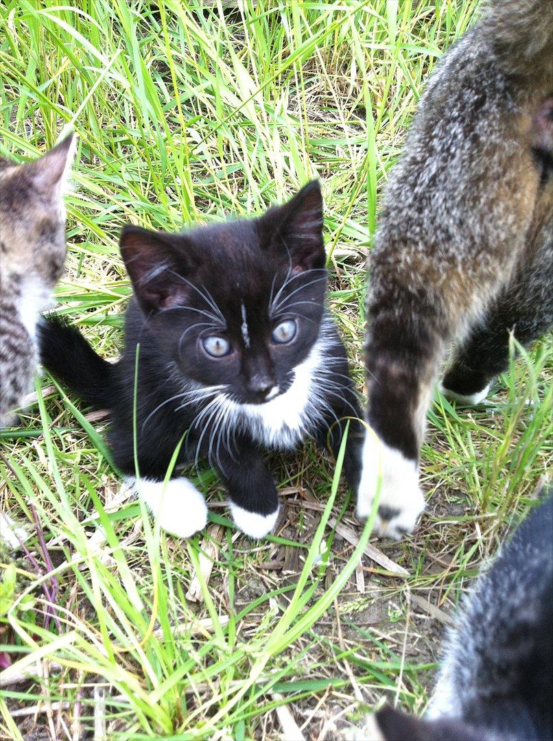 Huskat Bølle billede 6