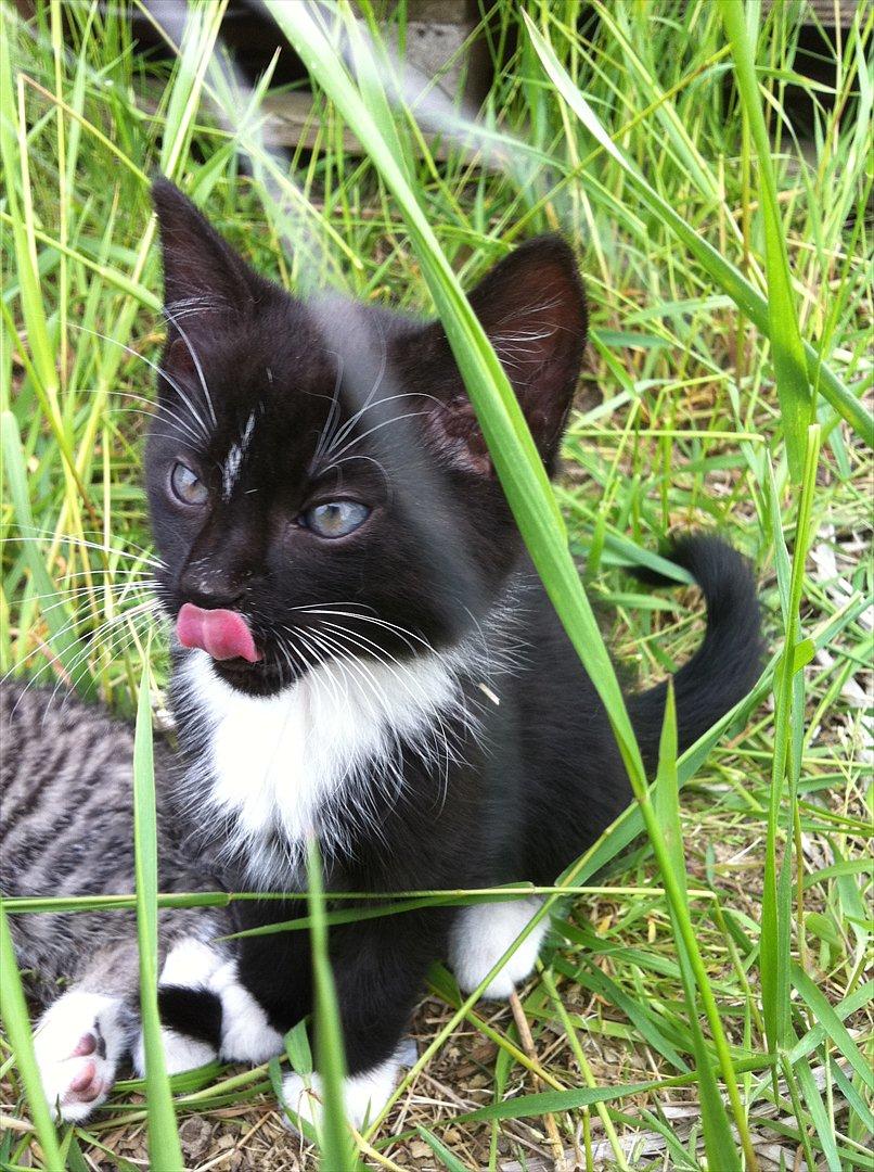 Huskat Bølle billede 7