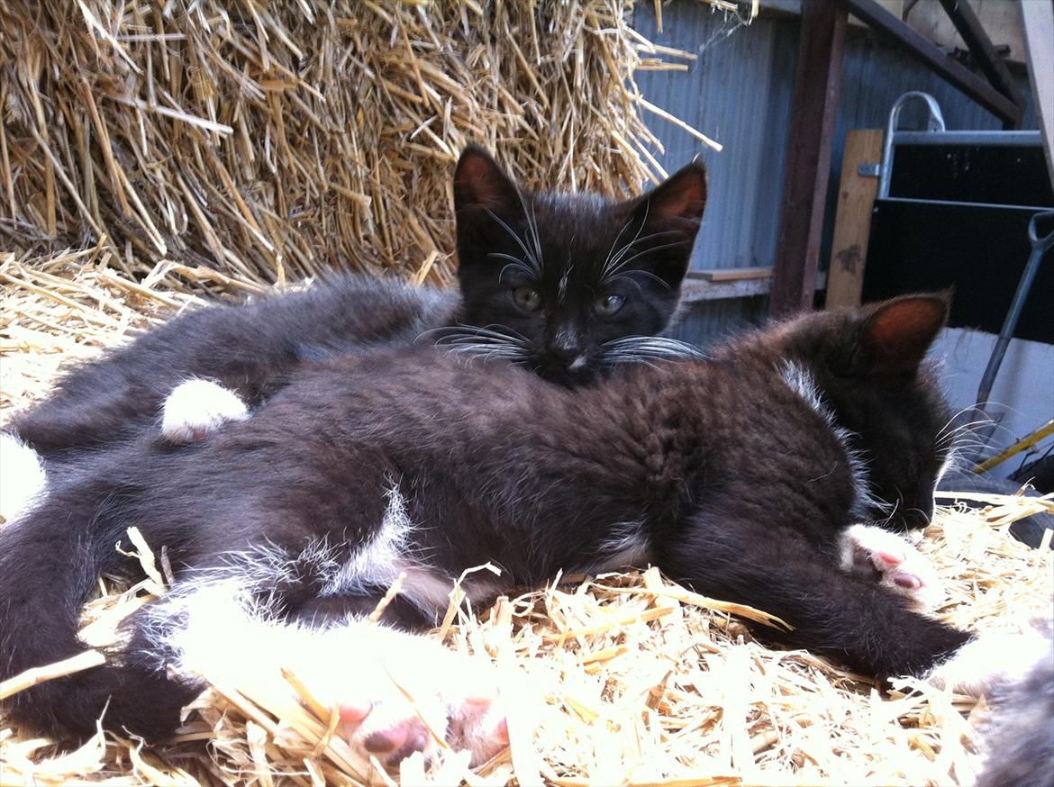 Huskat Bølle - putte putte :) <3 billede 8