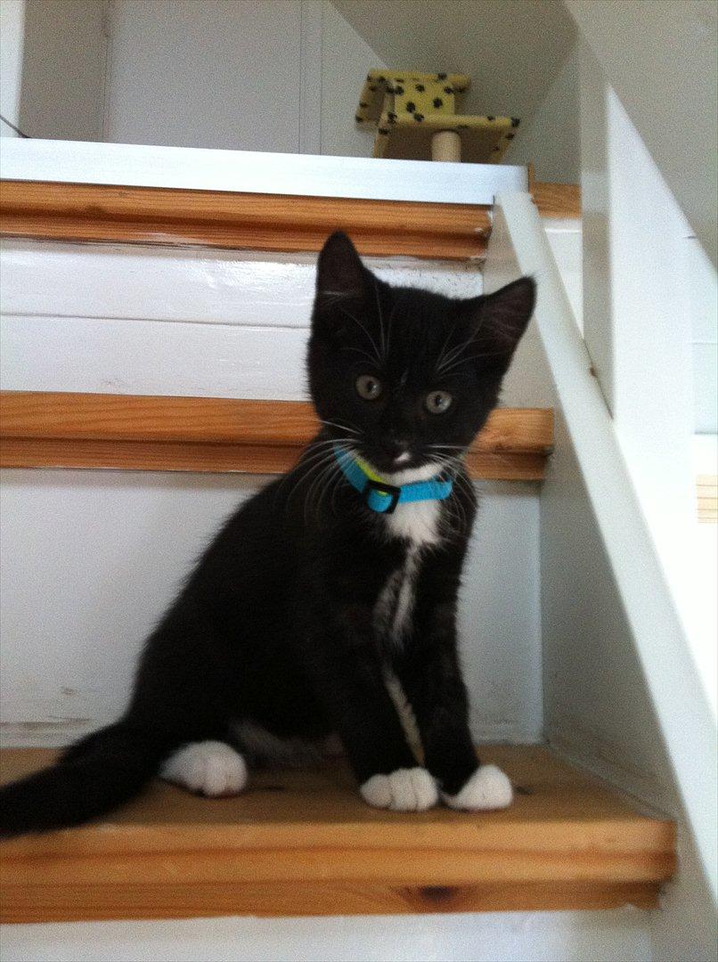 Huskat Bølle billede 9