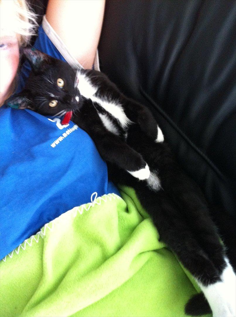 Huskat Bølle billede 10