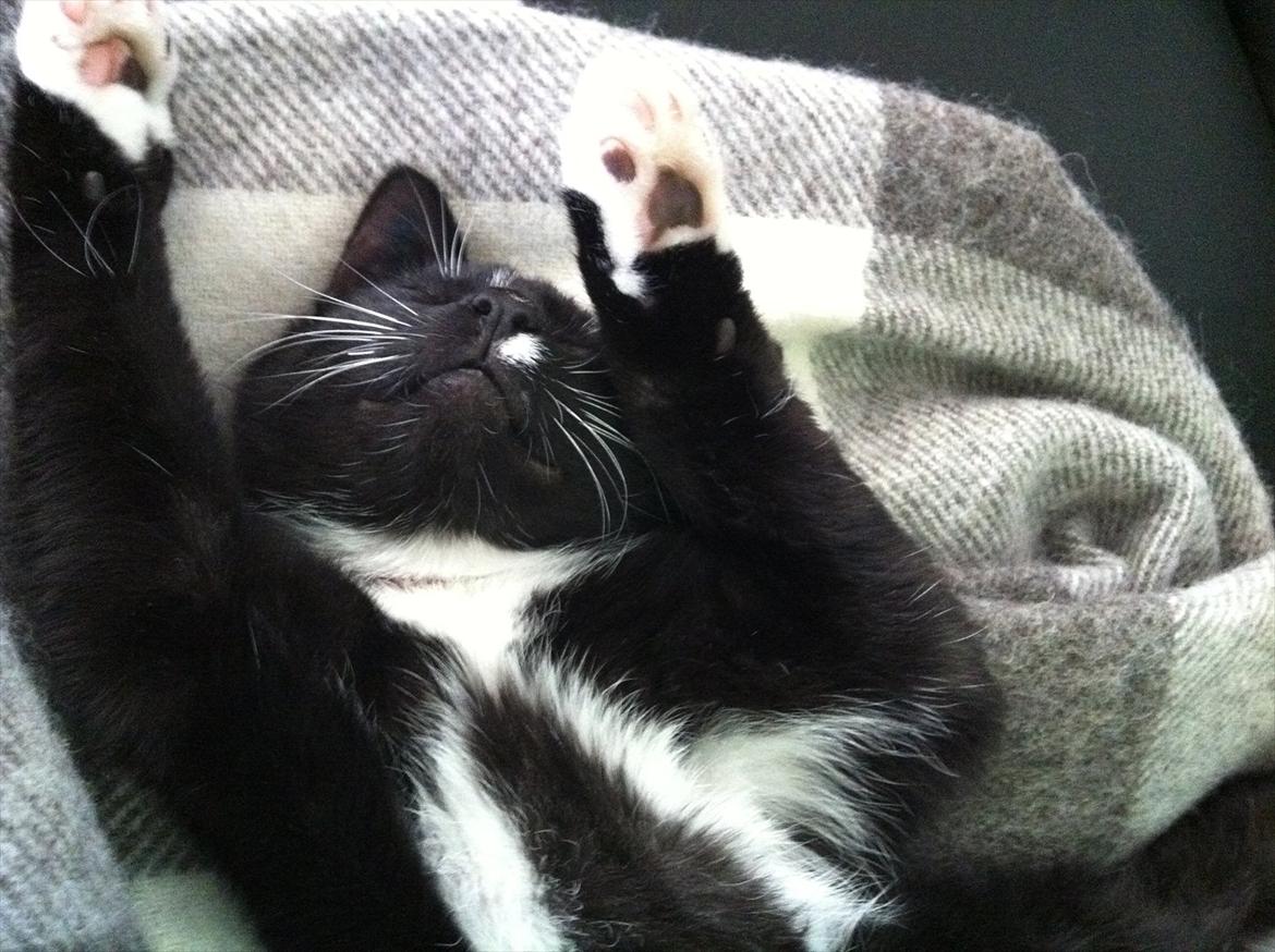 Huskat Bølle billede 12