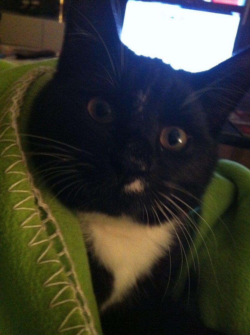 Huskat Bølle - kuk kuk  billede 13