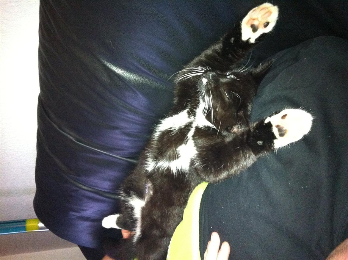 Huskat Bølle billede 14