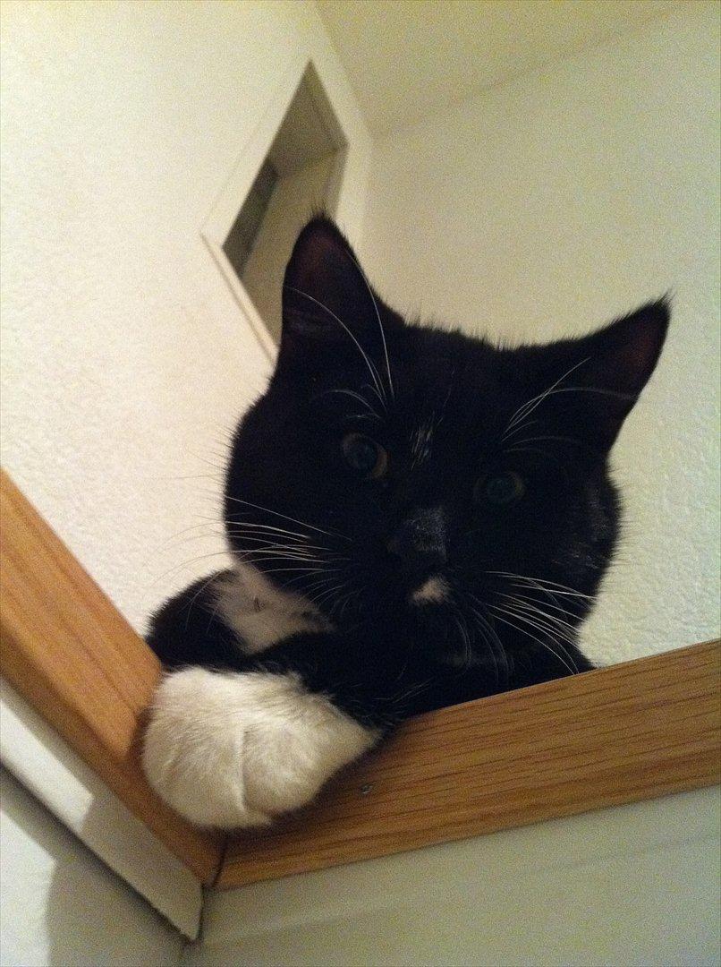 Huskat Bølle billede 15