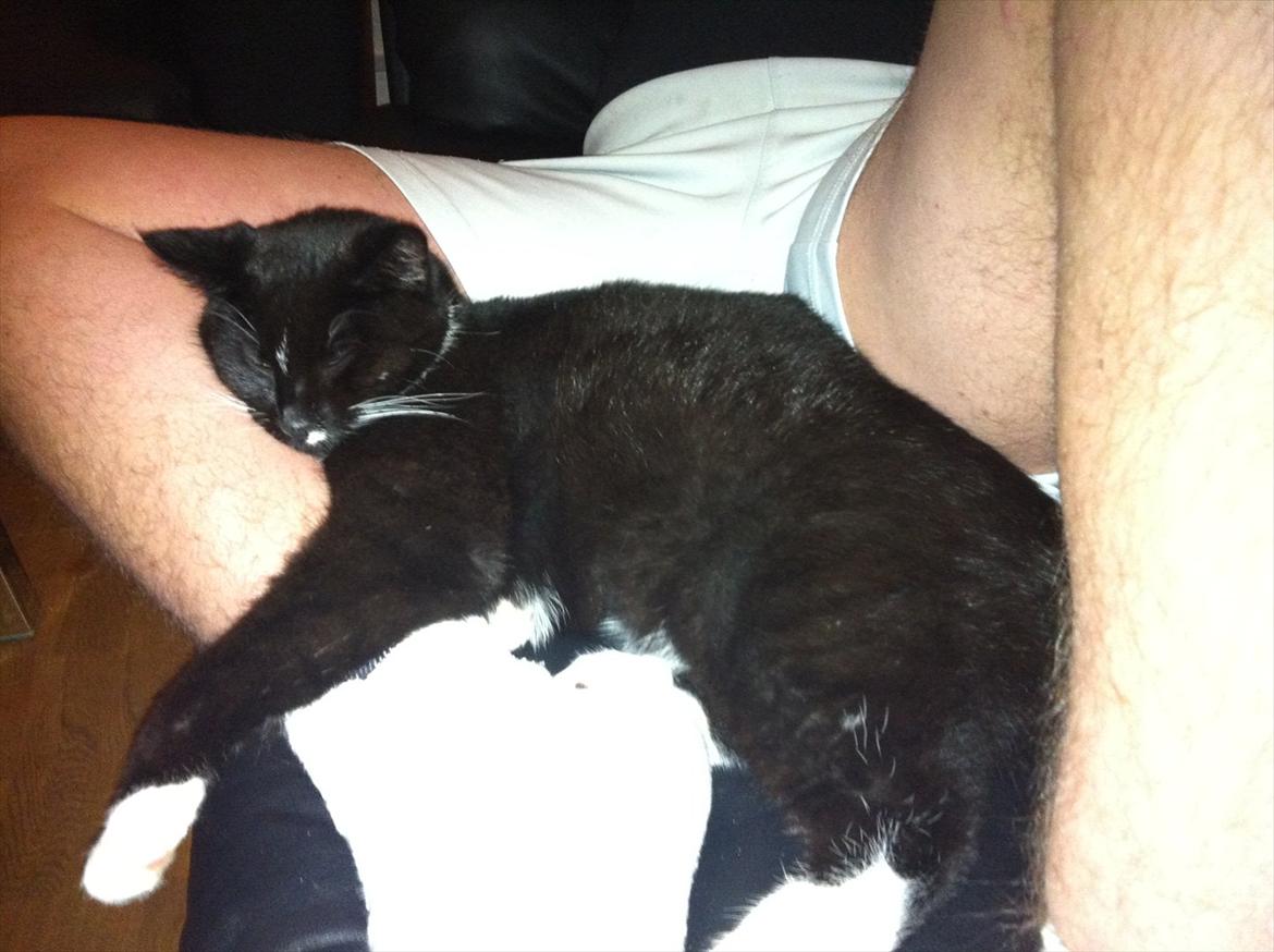 Huskat Bølle billede 16