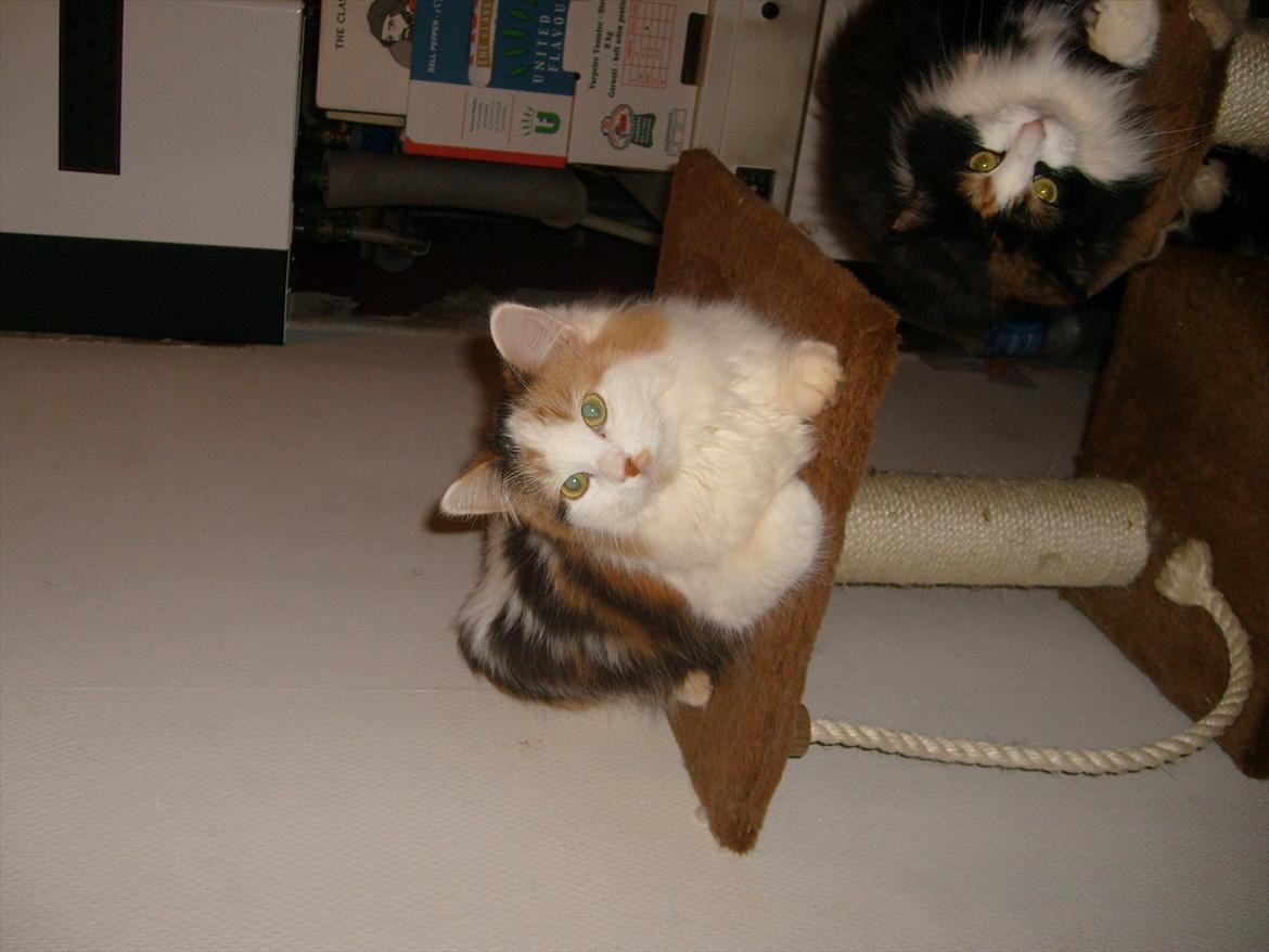 Blanding af racer Princesse. billede 8