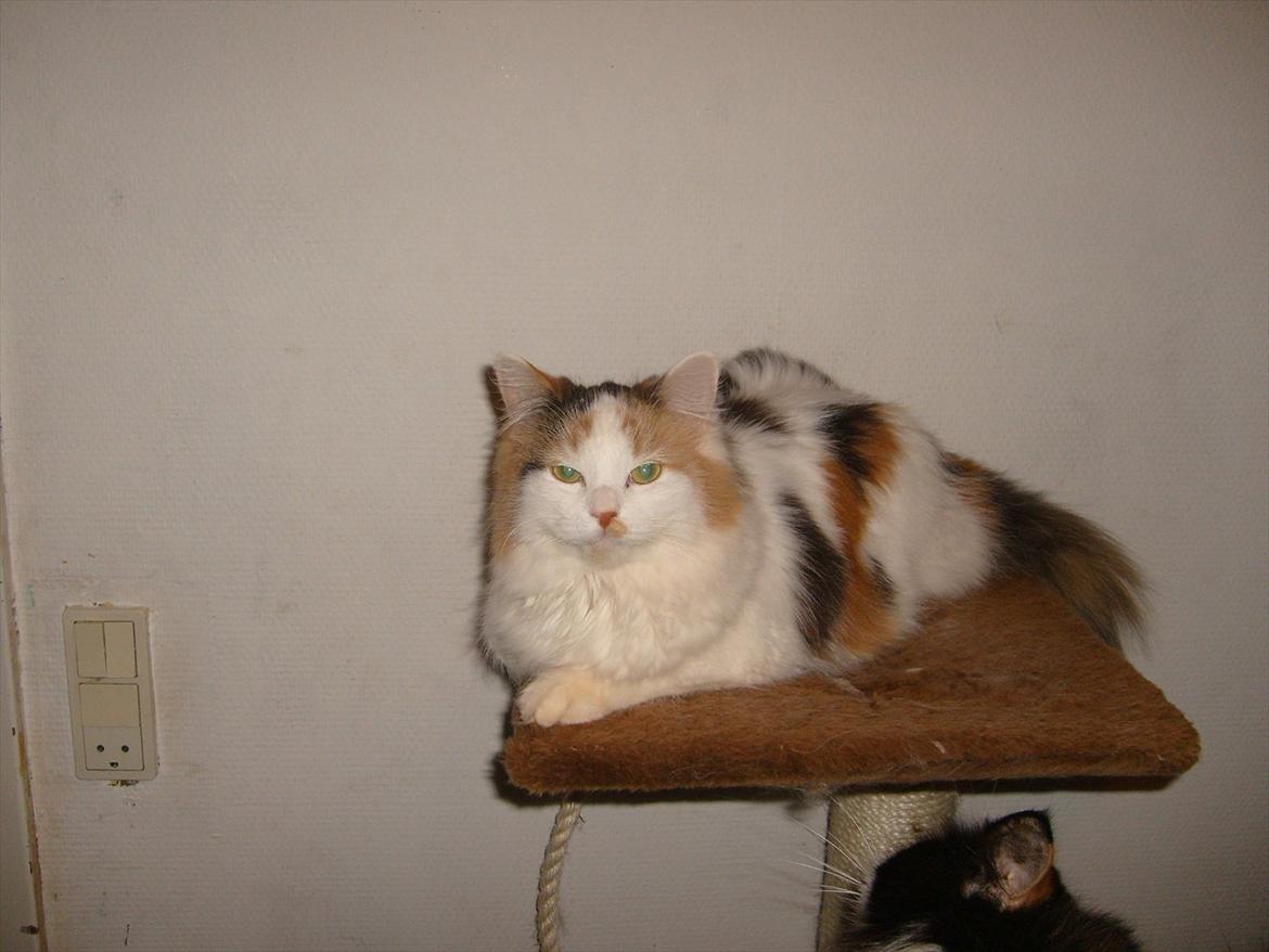 Blanding af racer Princesse. - Princesse næsvis dovner den. billede 9