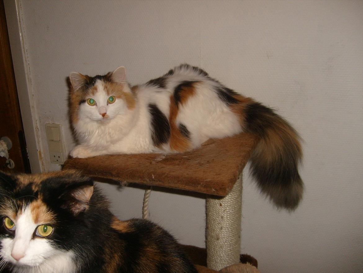 Blanding af racer Princesse. - Princesse er en rigtig bamse misser. billede 10