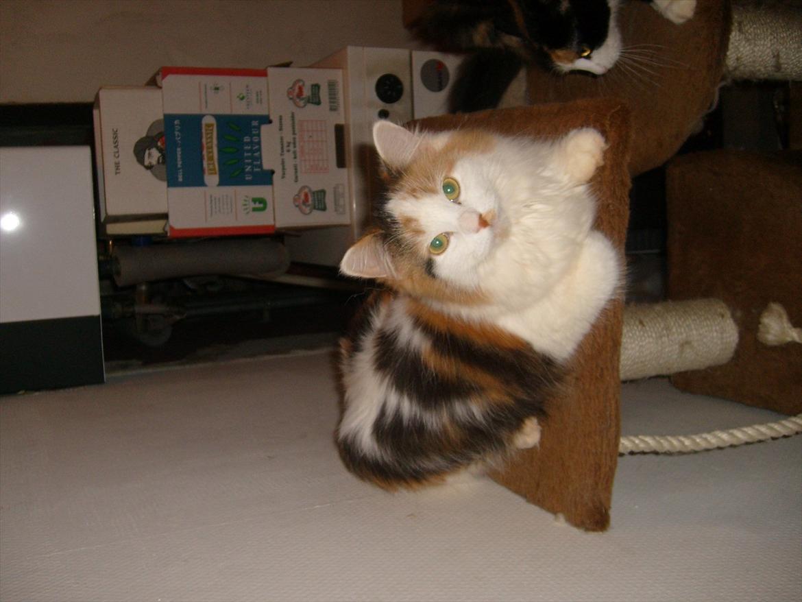 Blanding af racer Princesse. billede 11